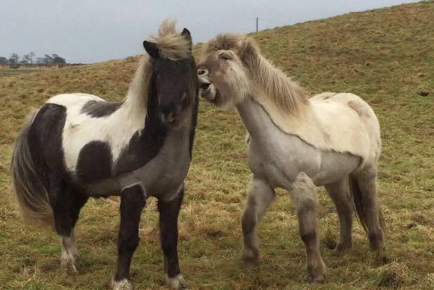 Icelandic Horses